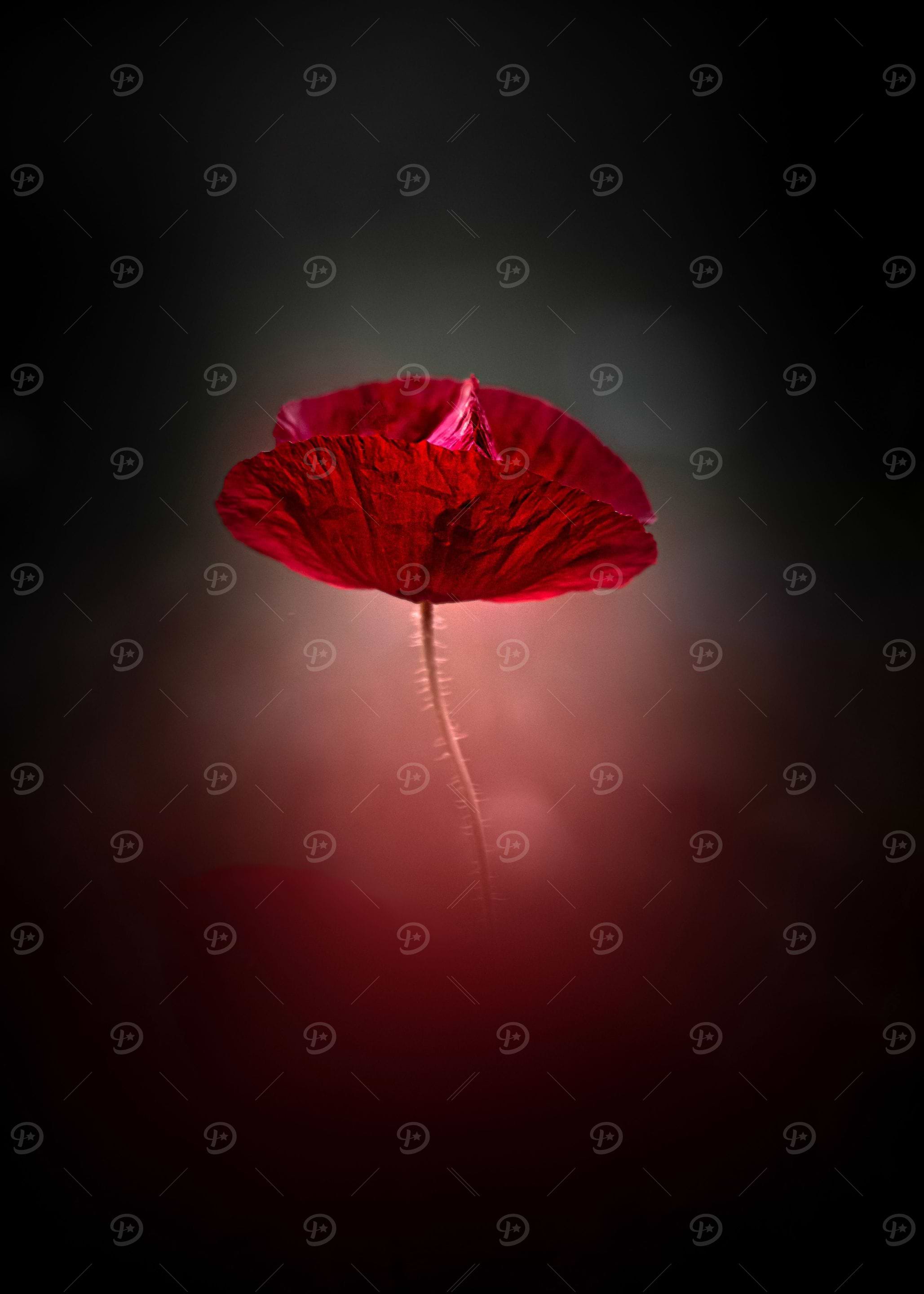 Sunset poppy