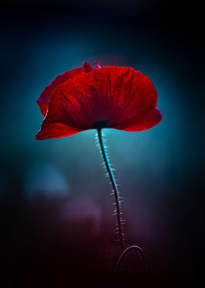 Atol poppy