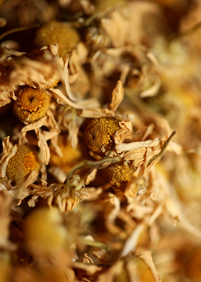 Camomile dried flowers
