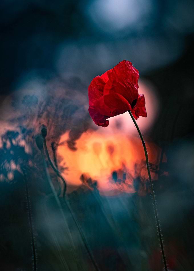 Sunny poppy