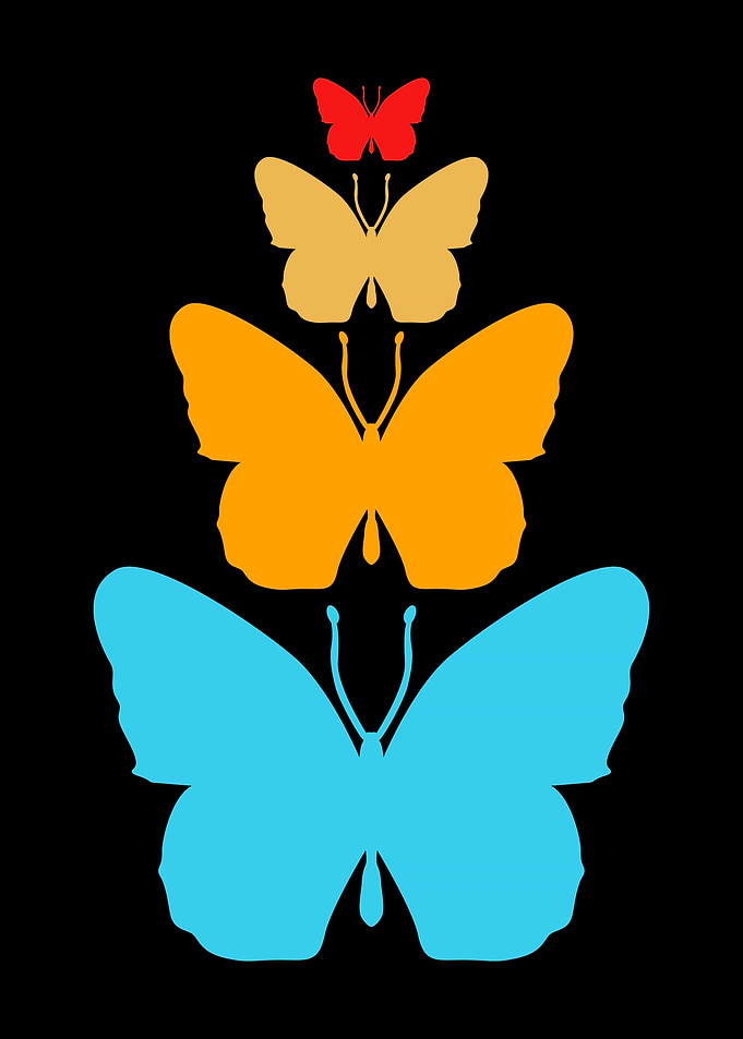 Colorful Butterfly