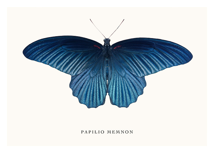 Papilio Memnon