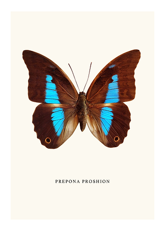 Prepona Proshion