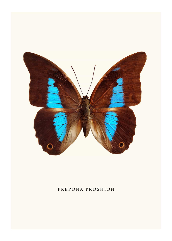 Prepona Proshion