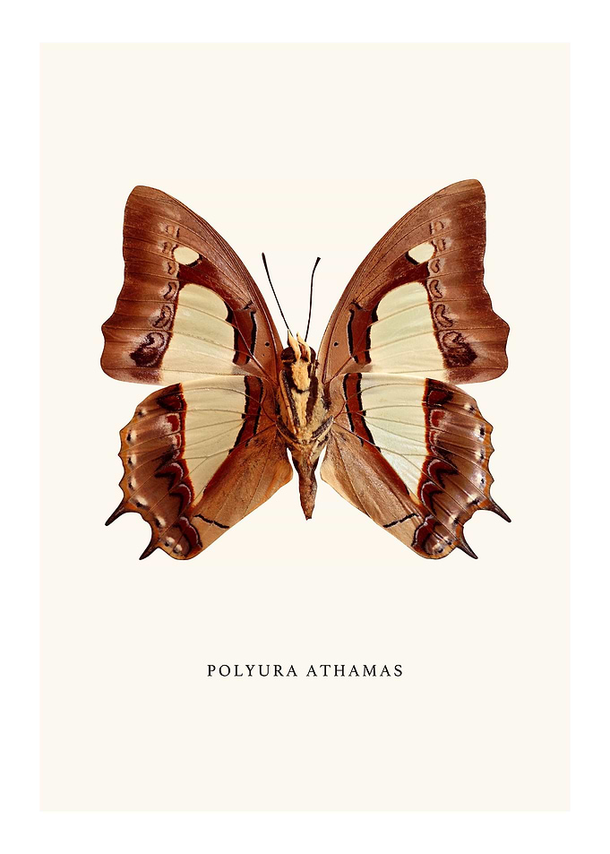Polyura Athamas