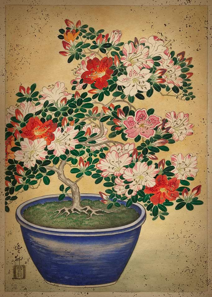 Flowering Bonsai