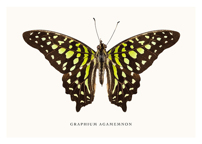 Graphium Agamemnon