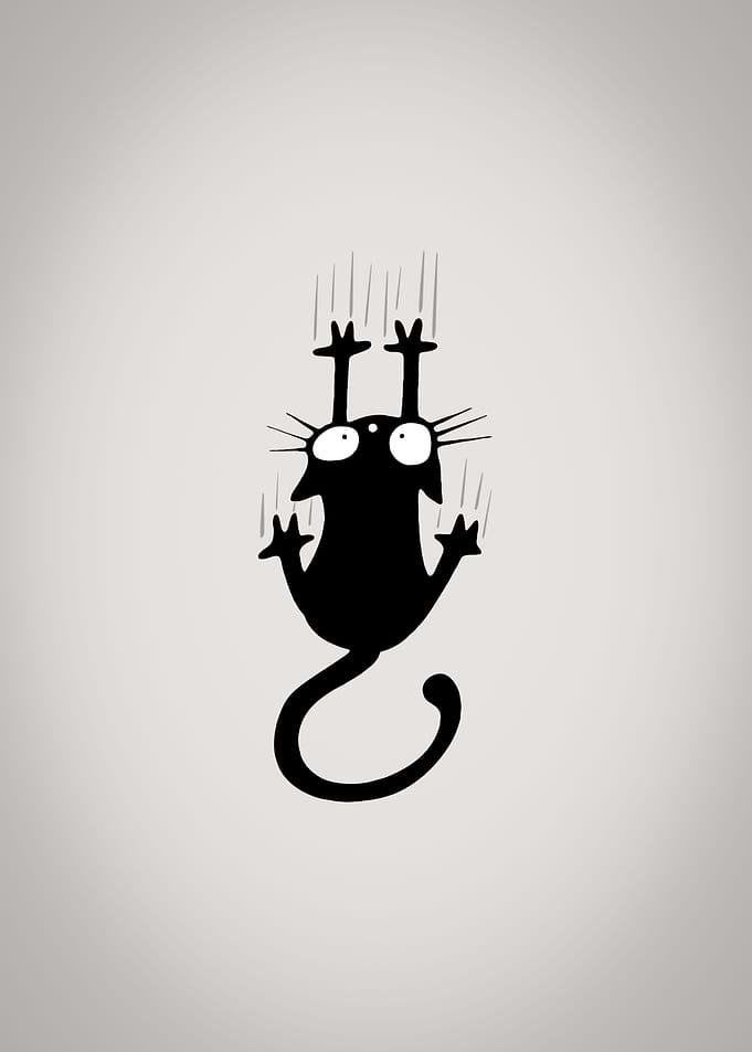 Black funny Cat