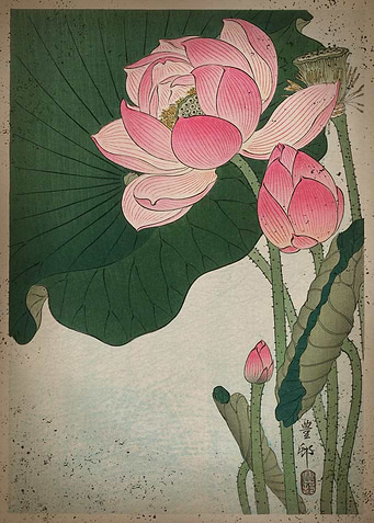 Japanese Lillies