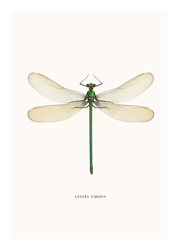 Lestes Viridis