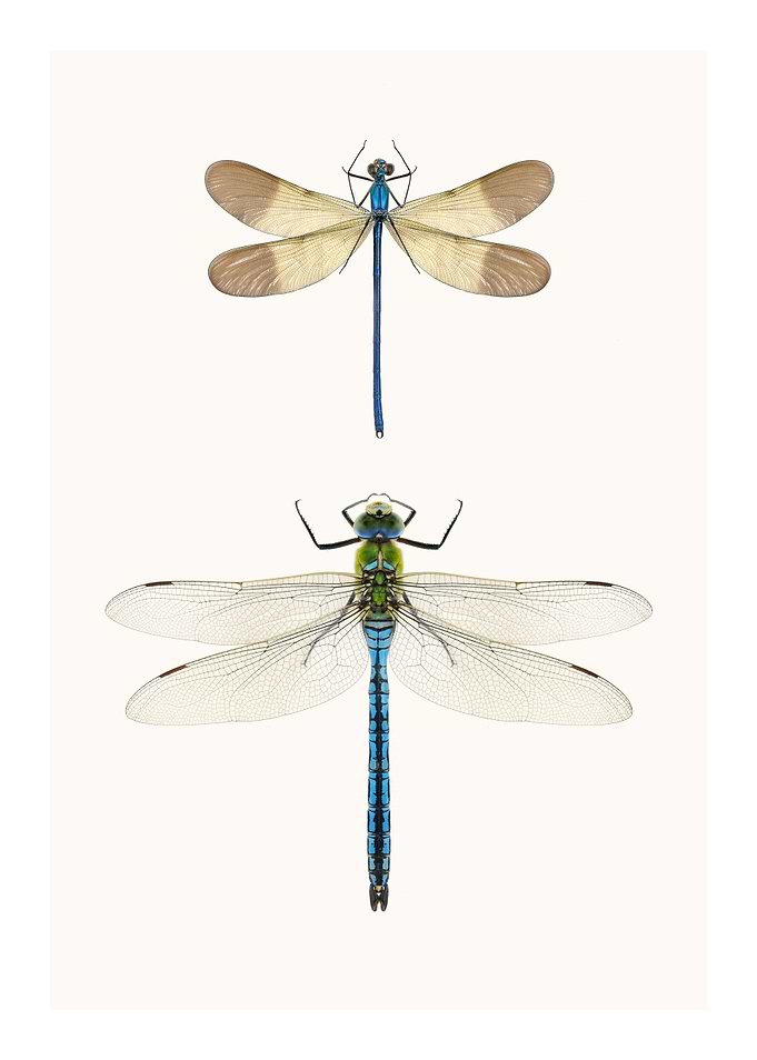 Two Rare Dragonflies