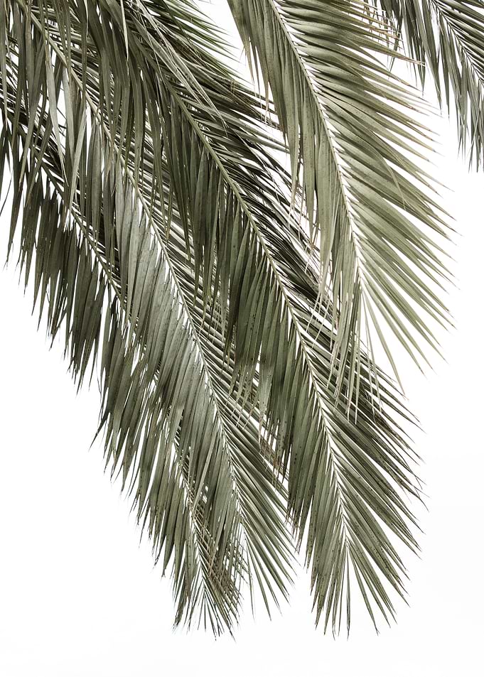 Palm Tree Leaves