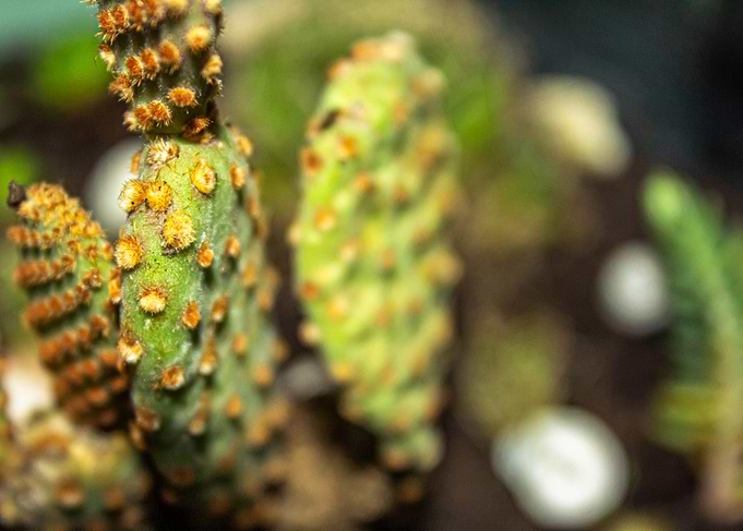 Cactuses