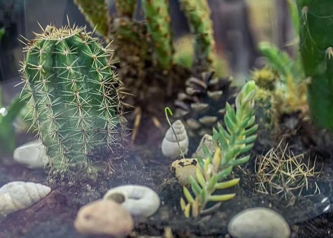 Floral cacti world