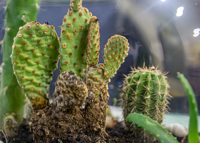 Succulents