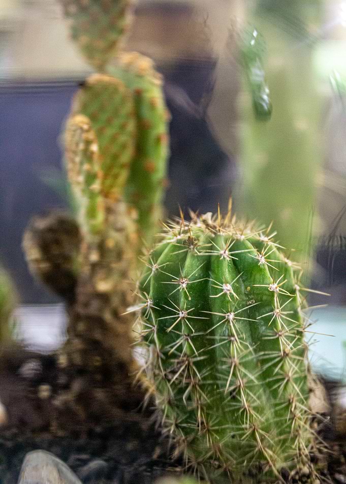 Cactuses everywhere