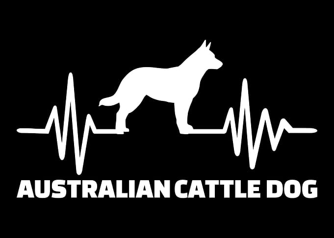 Australian Cattle Dog