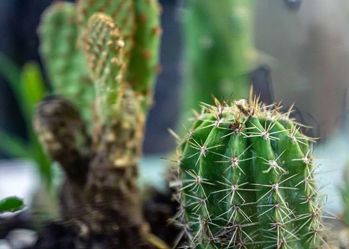 Succulent