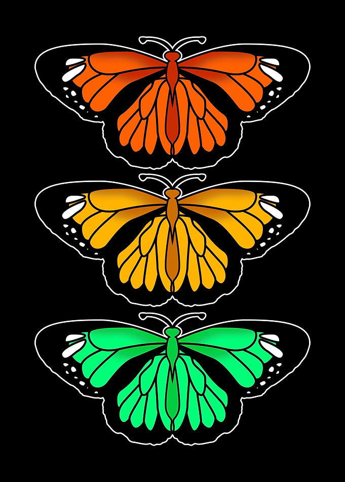 Colorful Butterflies