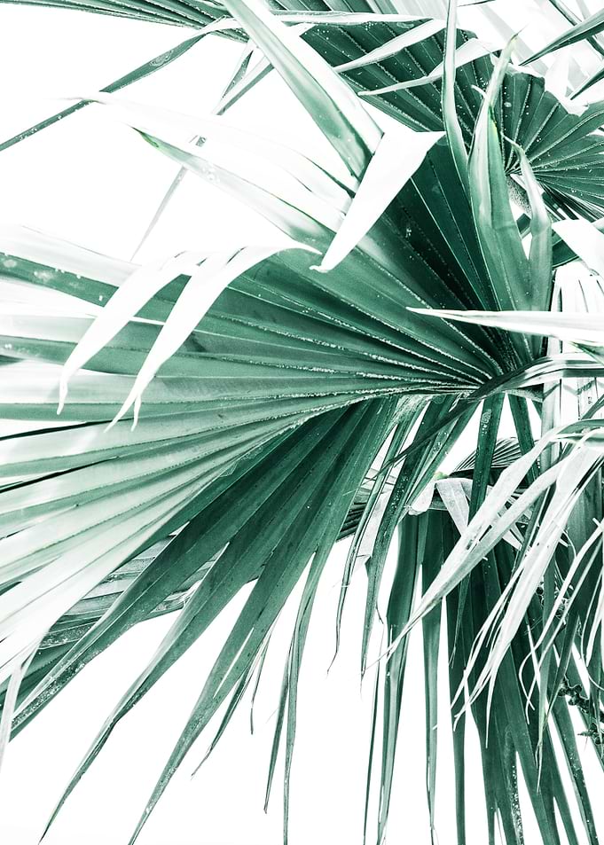 Palm Leaves II