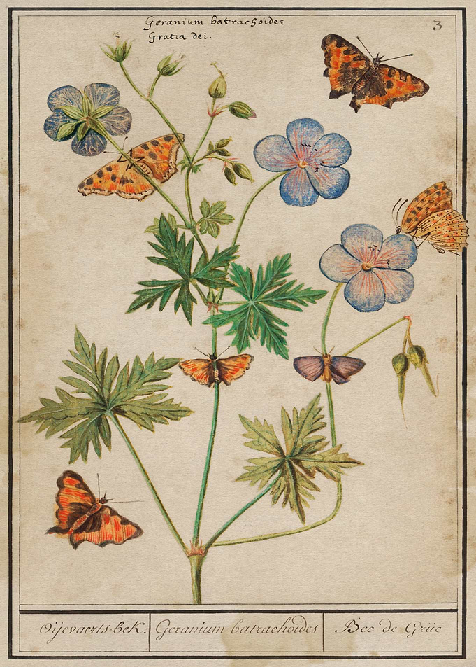 Butterfly illustration