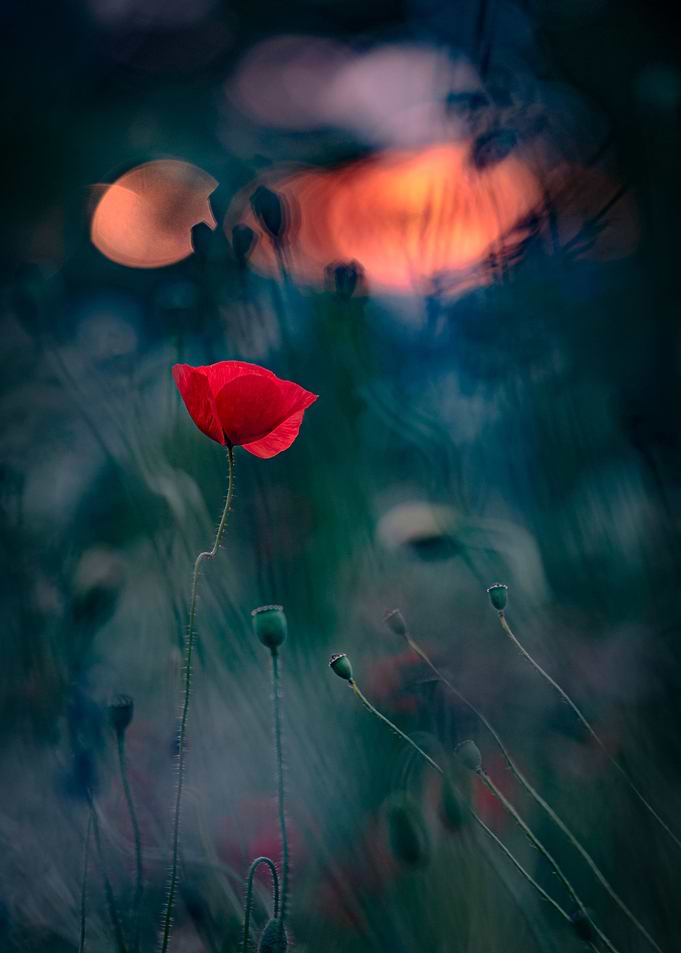Poppy meadow