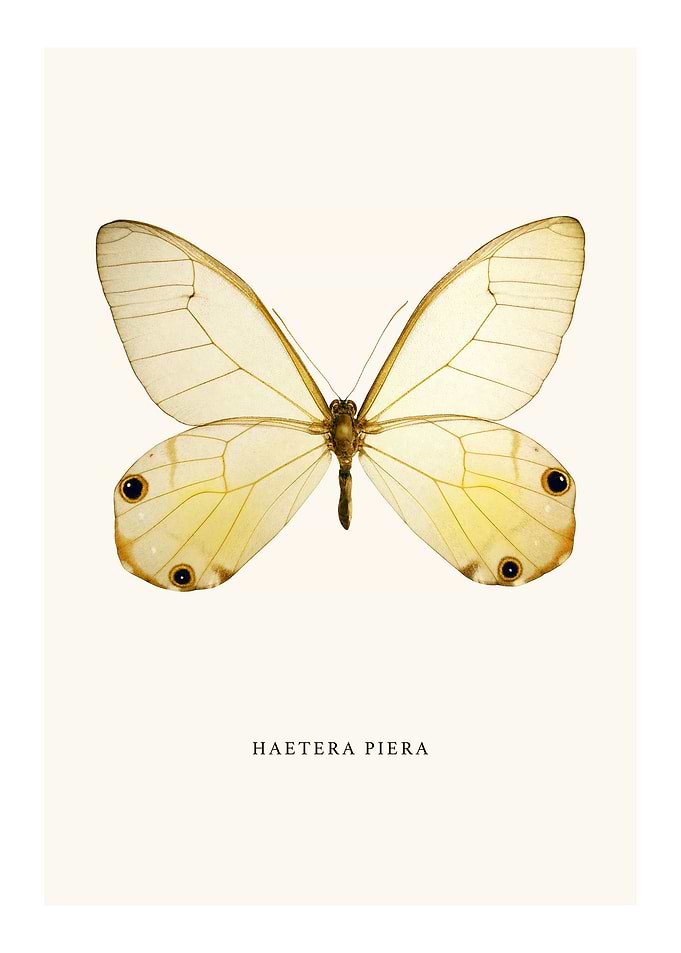 Haetera Piera