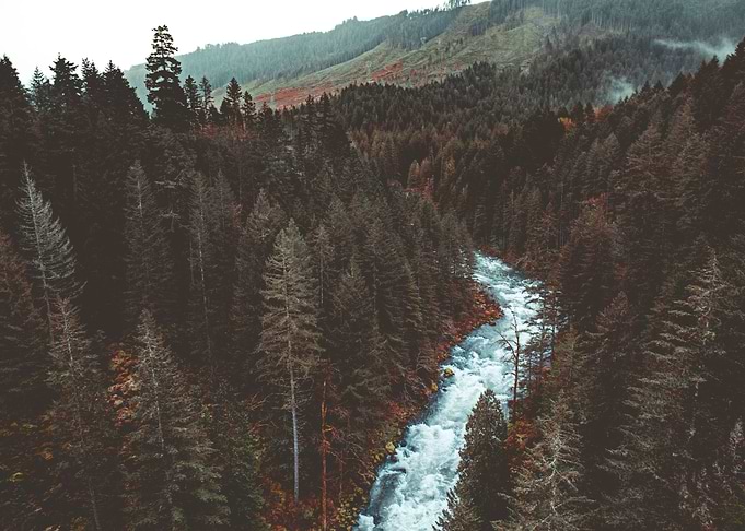 Enchanted Forest 30