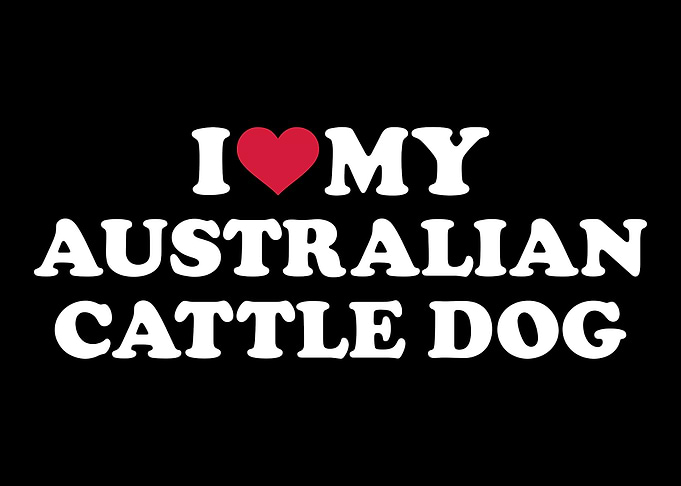 Australian Cattle Dog