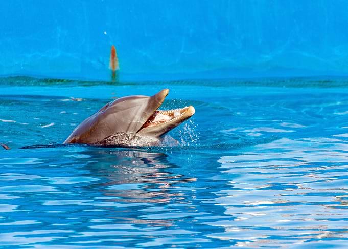 Dolphin free