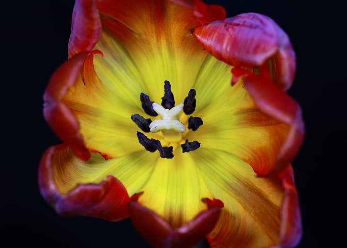 Beautiful Tulip