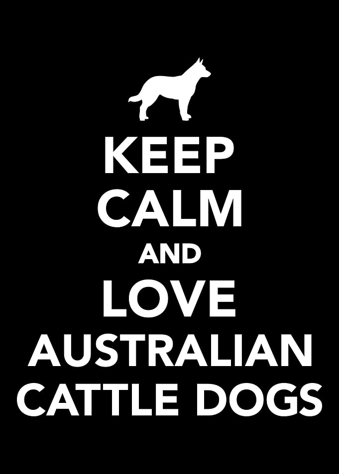 Australian Cattle Dog
