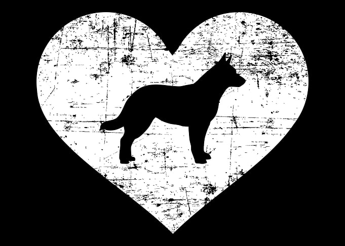 Australian Cattle Dog