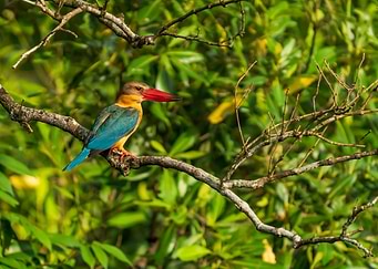 Stork Billed Kingfisher