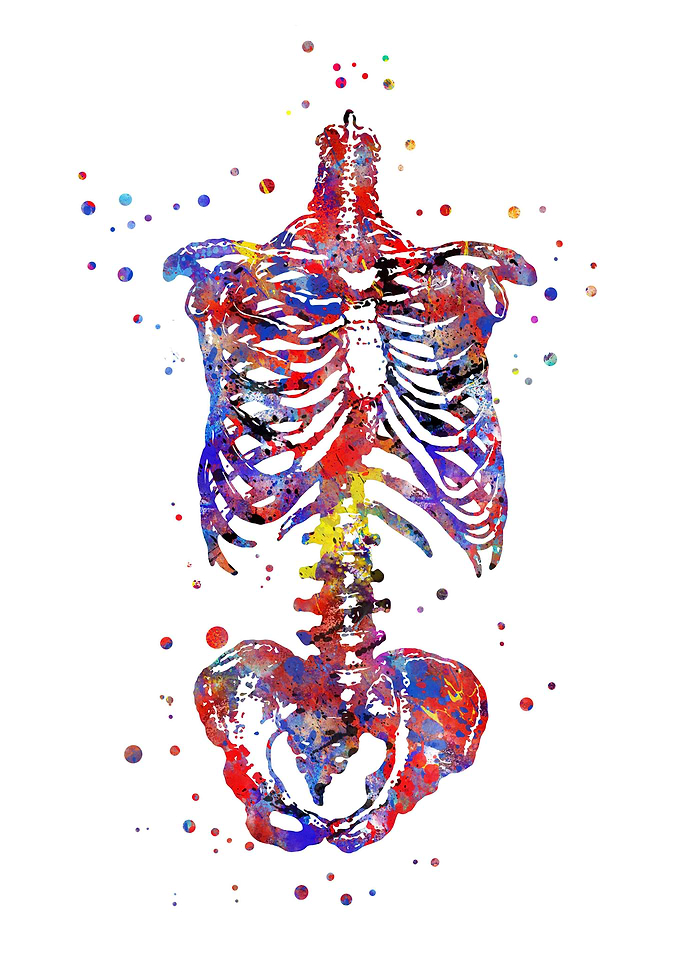 Skeleton torso