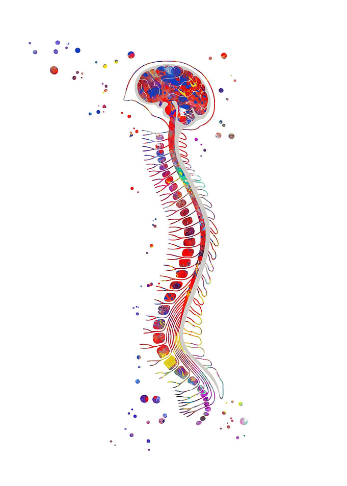 Brain with spinal cord