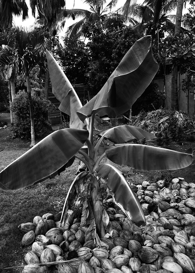 Banana Tree