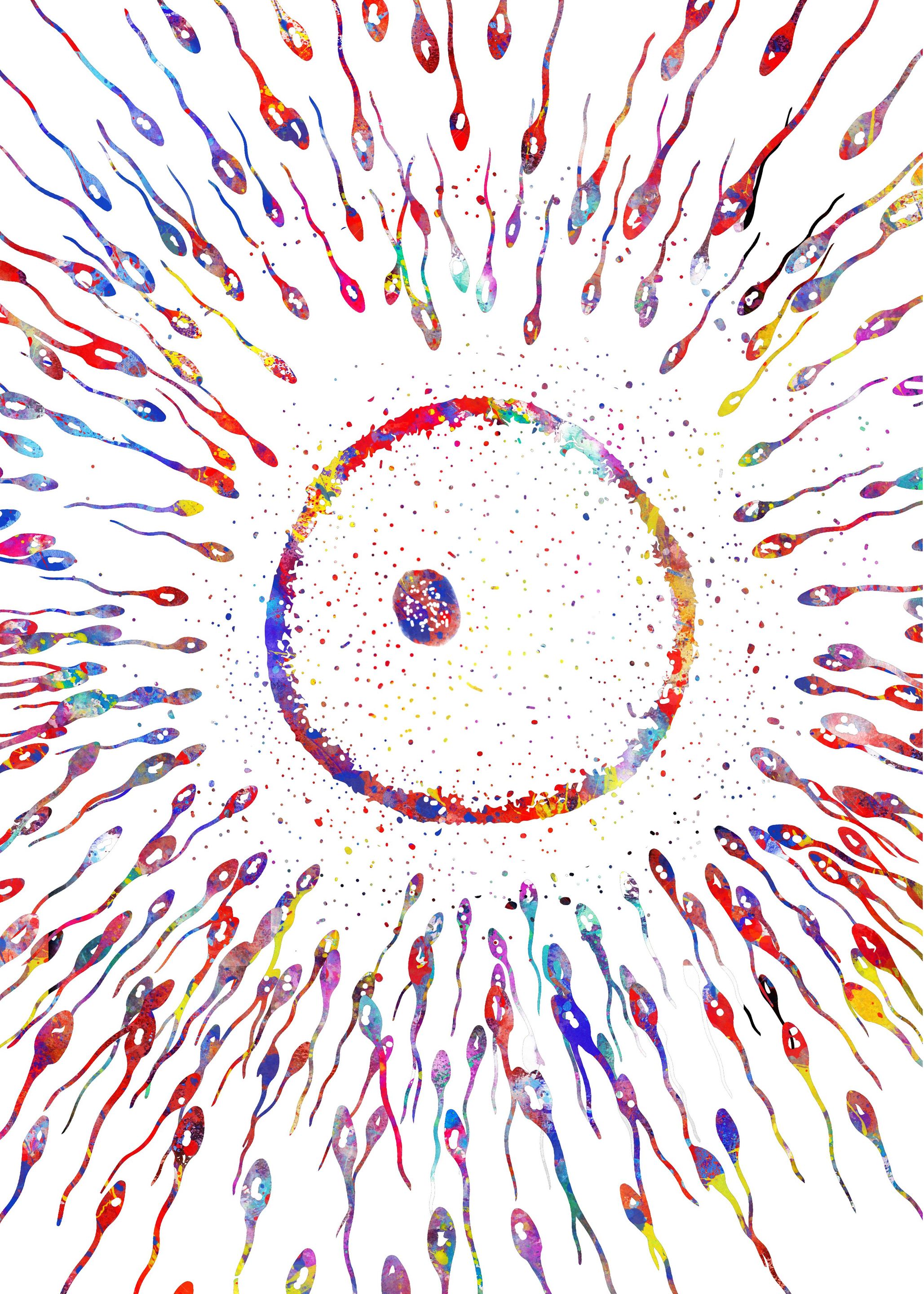 Sperms and eggs
