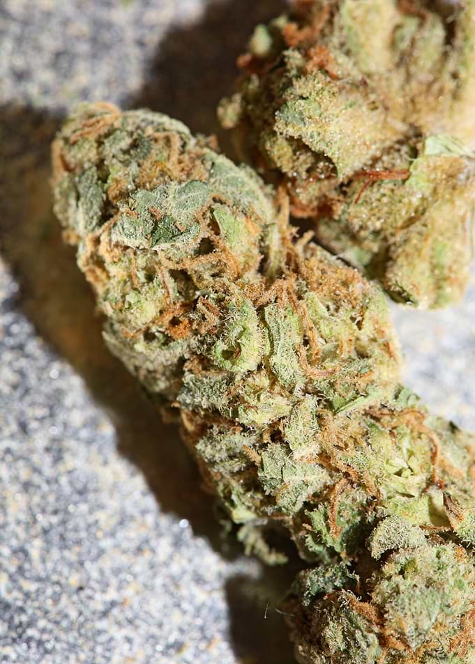 Buds super lemon haze pure