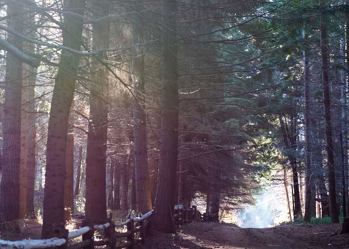 Enchanted Forest 29