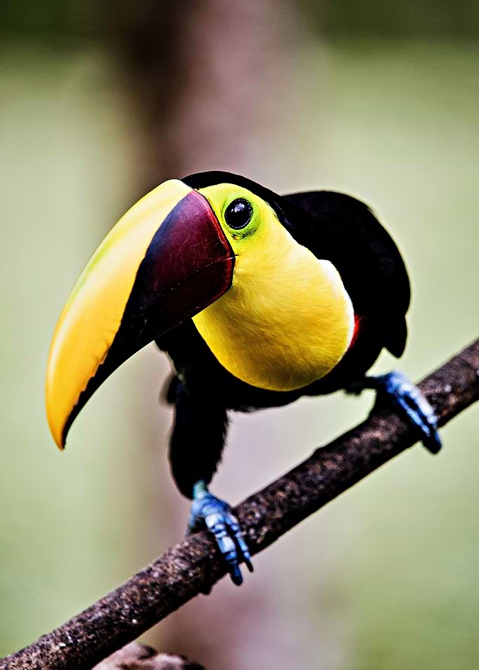 Beautiful Toucan