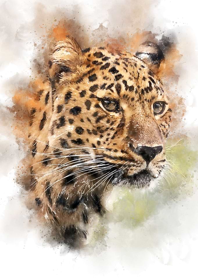 Leopard Head