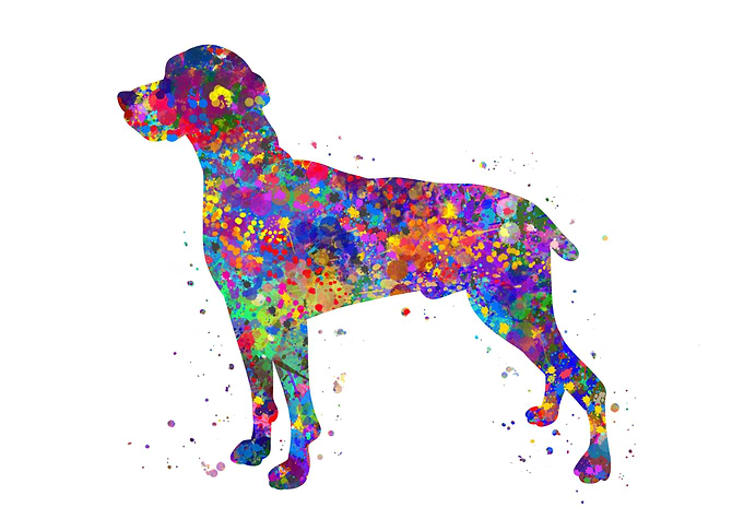 Weimaraner Dog