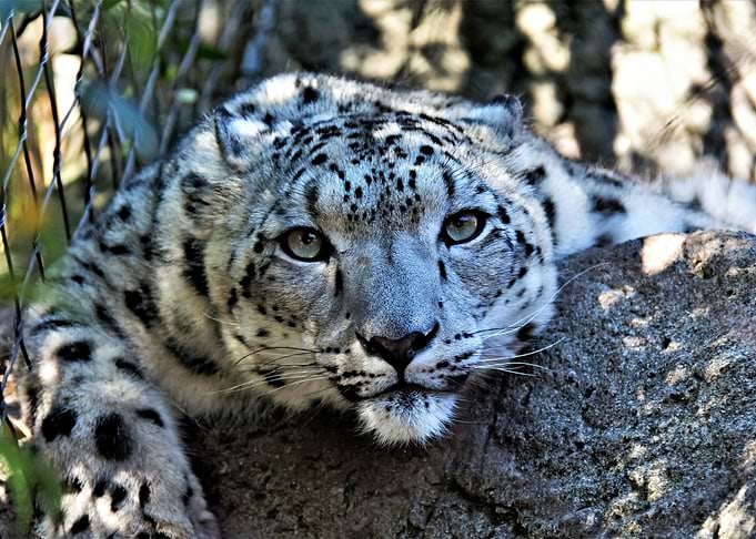 Beautiful Snow Leopard