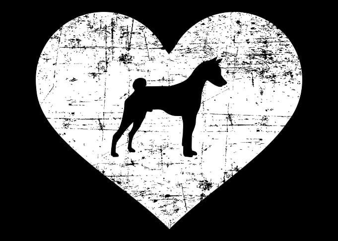 Basenji