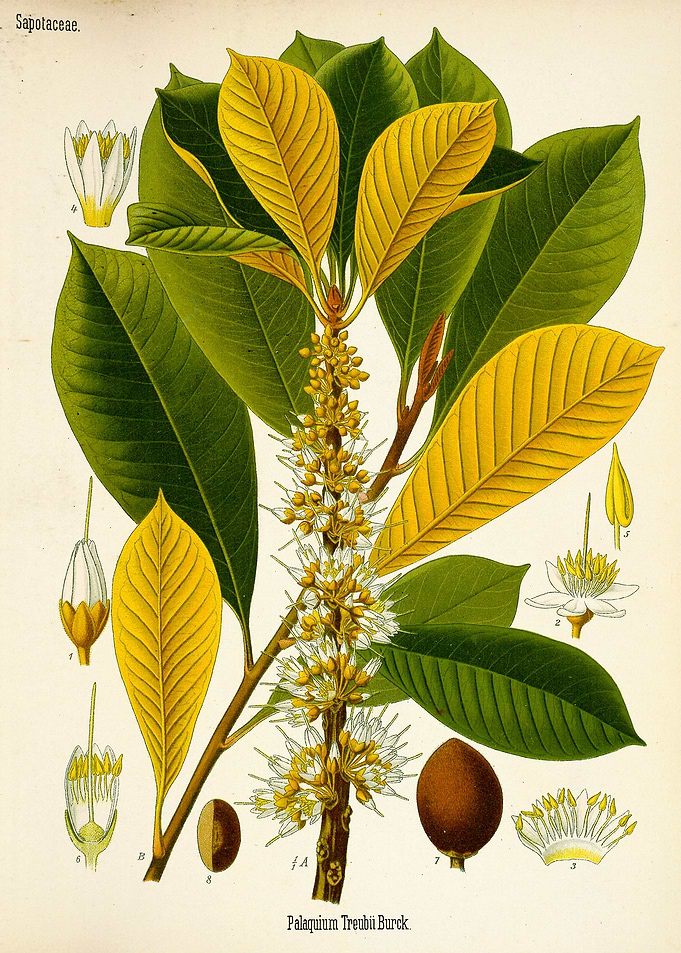 Palaquium Treubii Burck