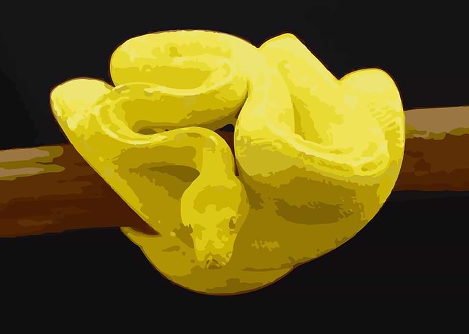 Snake Reptiles