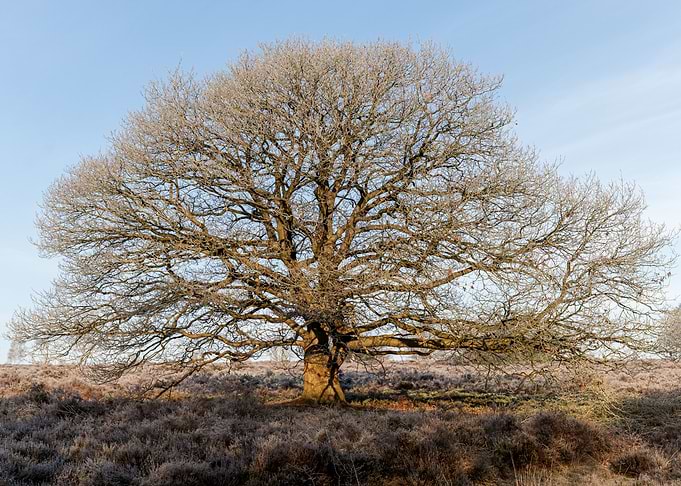 A beautiful tree