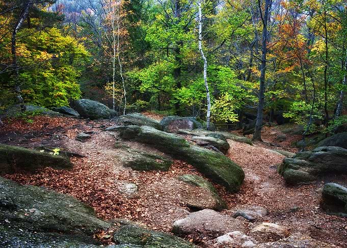 Mountain Forest Clearing