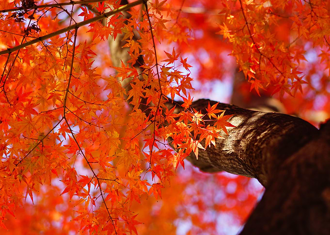 Autumn Leaves